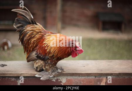 Beautiful chicken on a farm Stock Photo