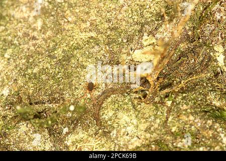 Red legged earth mite Stock Photo