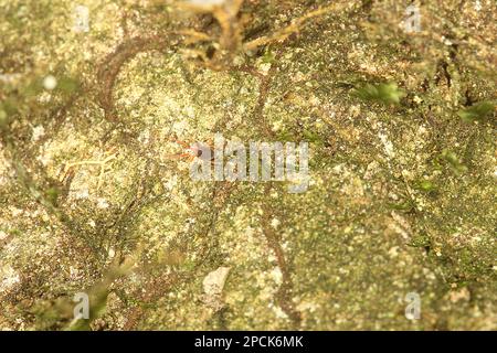 Red legged earth mite Stock Photo