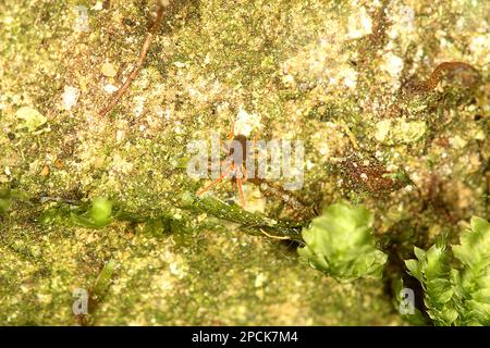 Red legged earth mite Stock Photo