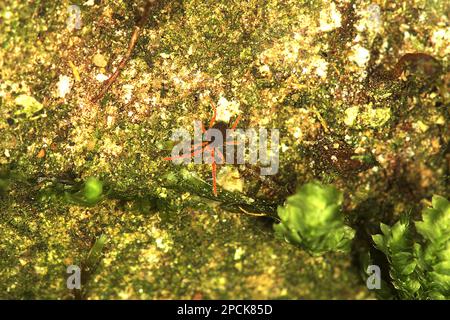 Red legged earth mite Stock Photo