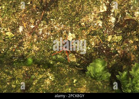 Red legged earth mite Stock Photo