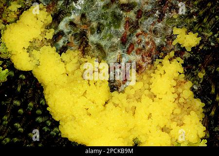 Dog Sick Slime Mould (Mucilago crustacea) - The Lawn Man