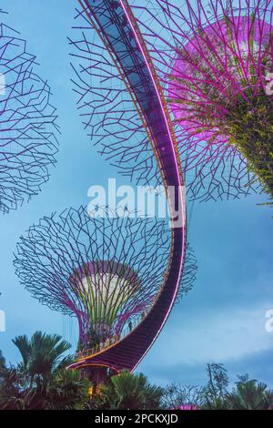 Canopy of Supertrees and the elevated OCBC Skyway at twilight ...