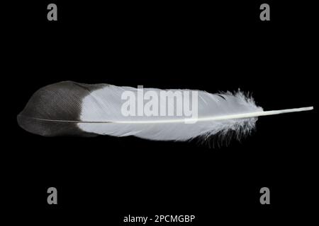 Feather closeup, isolated on Black background. Stock Photo
