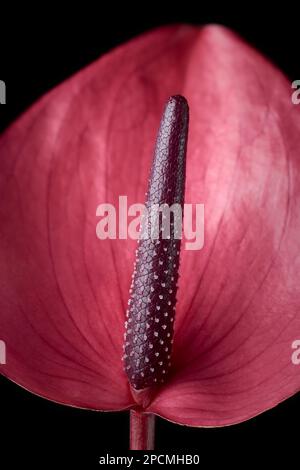 close-up of vibrant pink anthurium flower, aka tailflower, flamingo laceleaf flower and painter's palette, heart-shaped and air-purifying blossom Stock Photo