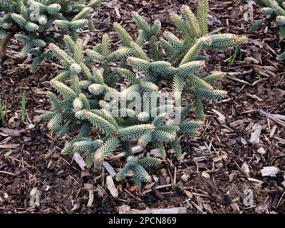 Closeup of the garden conifer abies pinsapo aurea Golden Spanish Fir. Stock Photo