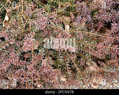 Brown winter foliage of the garden conifer Podocarpus Young Rusty. Stock Photo