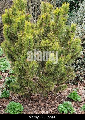 Closeup of the low and slow growing conifer Pinus mugo Winter Sun. Stock Photo