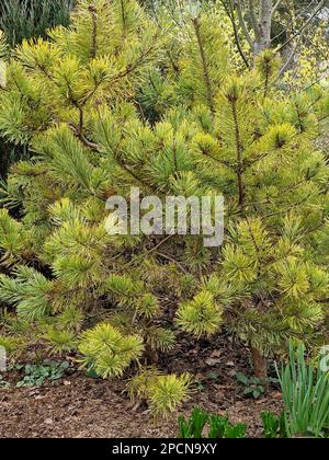 Closeup of low growing and slow growing garden conifer Pinus sylvestris gold medal. Stock Photo