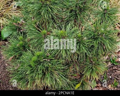 Closeup of the evergreen low and slow growing garden conifer Pinus mugo varella. Stock Photo