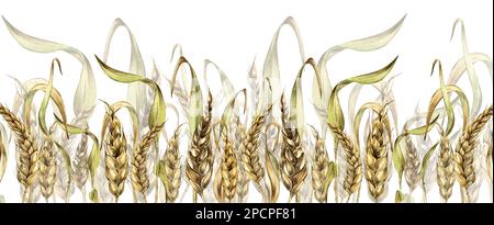 Banner of wheat ear, barley watercolor illustration isolated on white background. Spikelet of rye, malt stalk hand drawn. Design element for advertisi Stock Photo