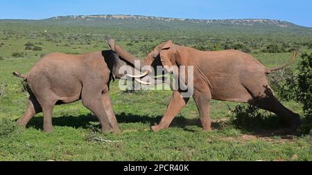 Wildlife at Addo Elephant National Park, Port Elizabeth, South Africa Stock Photo