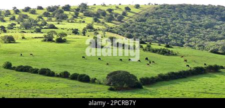 Wildlife at Addo Elephant National Park, Port Elizabeth, South Africa Stock Photo