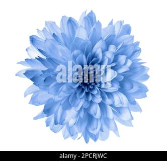 Beautiful light blue chrysanthemum flower isolated on white Stock Photo
