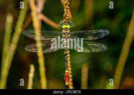 Phyllomacromia trifasciata, large genus of dragonfly in the family Macromiidae. Ranomafana national park, Madagascar wildlife animal Stock Photo