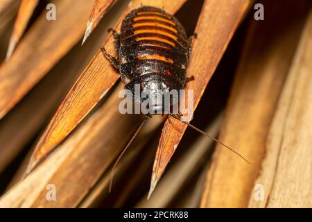 Madagascar hissing cockroach (Gromphadorhina portentosa), known as hissing cockroach or hisser, is one of the largest species of insect cockroach, Isa Stock Photo