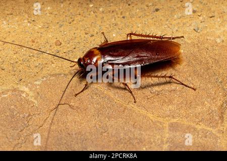 Brown cockroach (Periplaneta brunnea), insect species of cockroach in the family Blattidae, Isalo National Park, Madagascar wildlife animal Stock Photo