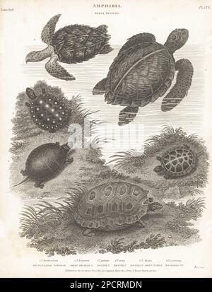 Yellow-footed tortoise, Chelonoidis denticulatus 1, European pond turtle, Emys orbicularis 2, endangered spotted turtle, Clemmys guttata 3, painted turtle, Chrysemys picta 4, endangered green sea turtle, Chelonia mydas 5, and critically endangered hawksbill, Eretmochelys imbricata 6. Copperplate engraving by Thomas Milton from Abraham Rees' Cyclopedia or Universal Dictionary of Arts, Sciences and Literature, Longman, Hurst, Rees, Orme and Brown, Paternoster Row, London, October 1, 1814. Stock Photo