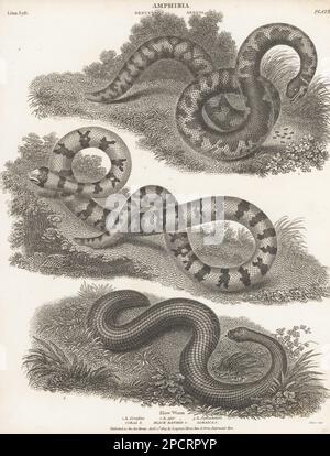 American pipe snake or false coral snake, Anilius scytale 1,2, and slow worm, Anguis fragilis. Amphibia, Anguis, Coral, black banded, Jamaica, Anguis jamaiciensis, Anguis ater, Anguis coraline. Copperplate engraving by Thomas Milton from Abraham Rees' Cyclopedia or Universal Dictionary of Arts, Sciences and Literature, Longman, Hurst, Rees, Orme and Brown, Paternoster Row, London, April 1, 1809. Stock Photo
