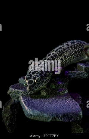 A portrait of a Leopard Gecko crawling on woods under the lights with a dark background Stock Photo