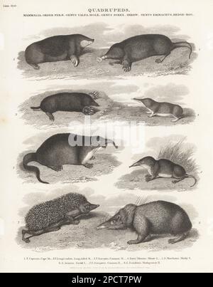 Cape golden mole, Chrysochloris asiatica 1, star-nosed mole, Condylura cristata 2, common mole, Talpa europaea 3, Eurasian pygmy shrew, Sorex minutus 4, Russian desman, Desmana moschata 5, common shrew, Sorex araneus 6, and European hedgehog, Erinaceus europaeus 7. Copperplate engraving by J. Scott after Sydenham Edwards from Abraham Rees' Cyclopedia or Universal Dictionary of Arts, Sciences and Literature, Longman, Hurst, Rees, Orme and Brown, Paternoster Row, London, October 1, 1811. Stock Photo