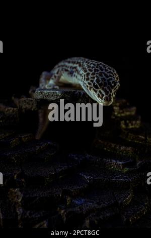 A portrait of a Leopard Gecko crawling on woods under the lights with a dark background Stock Photo
