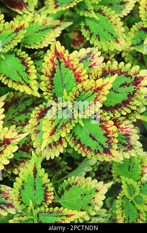 Vivid Variegated Leaves of Painted Nettle or Coleus Plant in the Garden Stock Photo