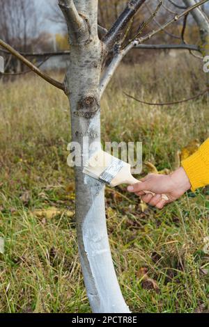 Whitewashing walnut tree in autumn. Gardener  with paint brush whitewashing walnut tree trunk. Stock Photo