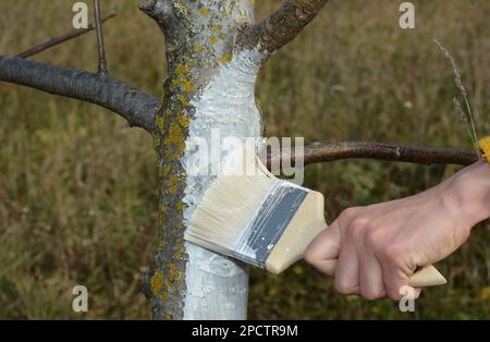 Gardener with paint brush whitewashing walnut tree trunk in white color. Stock Photo