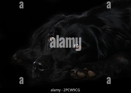 Cross breed dog on black background Stock Photo