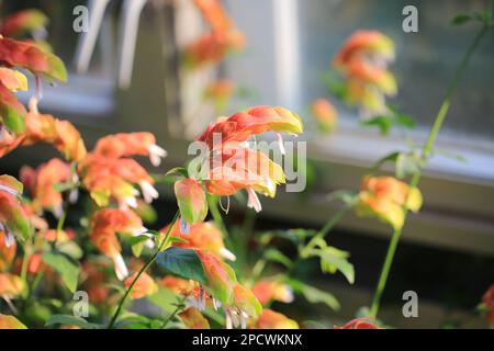 Red Shrimp Plant blossoms at indoor greenhouse Stock Photo