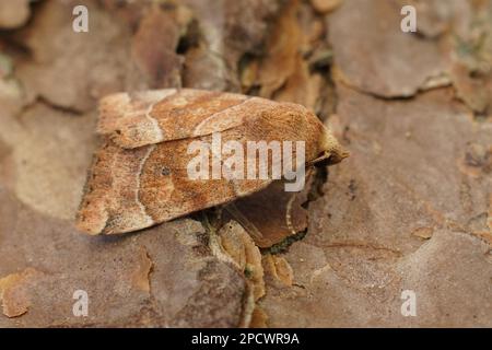 Detailed closeup on the light brown Dun-bar owlet moth, Cosmia trapezina, sitting on wood Stock Photo