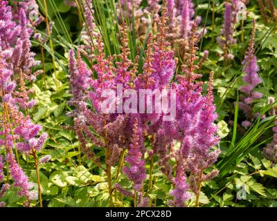 Chinese astilbe, Astilbe chinensis pumila, pink flowers in garden,  Netherlands Stock Photo