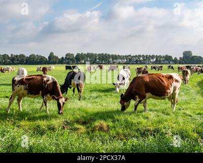 Herd of Friesian Holstein and Red-White diary cows grazing on green meadow in polder near Langweer, Friesland, Netherlands Stock Photo