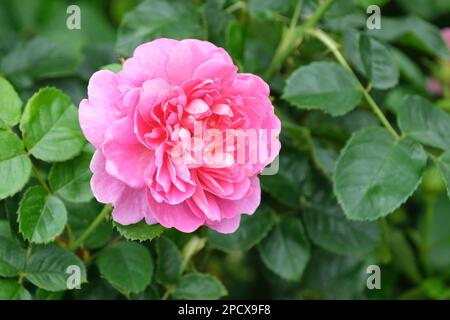 Rosa Princess Anne, rosa Auskitchen, rose Princess Anne,English shrub rose, pink Stock Photo