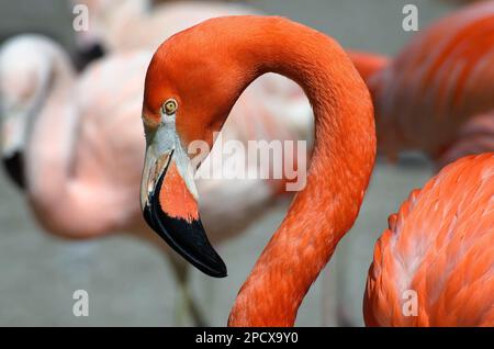 Closeup portrait of a Caribbean Flamingo, also known as American flamingo Stock Photo