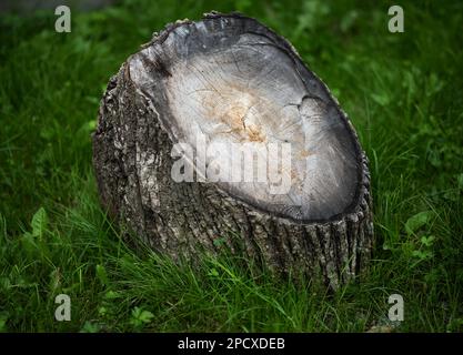 Tree stump illuminated by light in the forest. Selective focus. Stock Photo