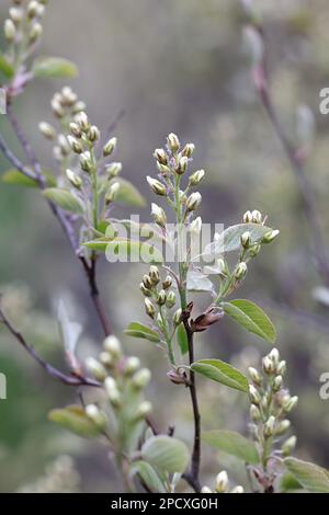 Amelanchier spicata, commonly known as low juneberry, thicket shadbush, dwarf serviceberry, or low serviceberry Stock Photo