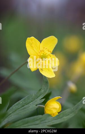 Anemone ranunculoides, commonly known as yellow wood anemone, wild spring flower from Finland Stock Photo