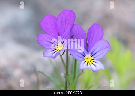 Viola tricolor, commonly knoen as wild pansy, Johnny Jump up, heartsease, heart's delight or tickle-my-fancy, wild flower from Finland Stock Photo