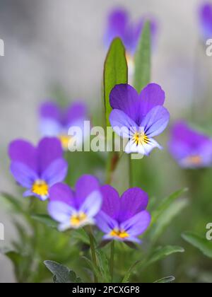 Viola tricolor, commonly knoen as wild pansy, Johnny Jump up, heartsease, heart's delight or tickle-my-fancy, wild flower from Finland Stock Photo