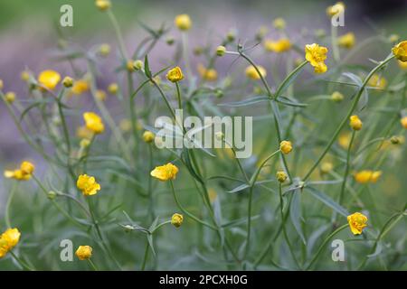 Ranunculus auricomus, known as goldilocks buttercup or Greenland buttercup, apomictic plant with hundreds of agamospecies Stock Photo