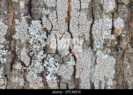 Lecanora chlarotera, known as brown rim-lichen, growing on Norway maple in Finland Stock Photo