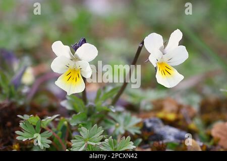 Field Pansy, Viola arvensis, wild spring flower from Finland Stock Photo
