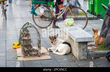 Street dog relaxes on the pavement oblivious of the small birds,Khmer people buy a bird to make a wish for their poor family's future and then set it Stock Photo