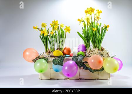 Basket with daffodils, colorful balloons and dyed eggs, cheerful Easter decoration for a holiday party perhaps with children, light gray background wi Stock Photo