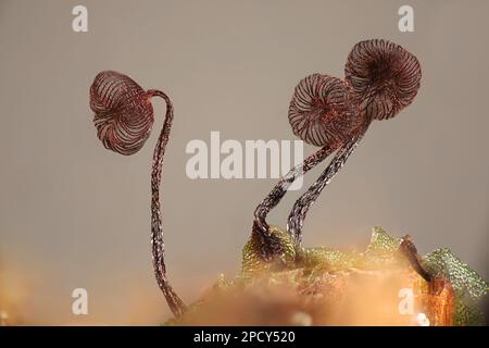 Cribraria cancellata, also known as Dictydium cancellatum, slime mold from Finland, microscope image Stock Photo