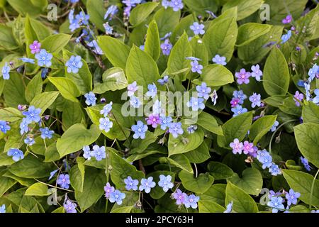 Omphalodes verna, commonly known as Navelwort, Blue-eyed mary or Creeping navelwort Stock Photo
