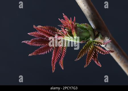 Sorbaria sorbifolia, commonly known as false spirea.or false goat's beard, new leaves in April Stock Photo